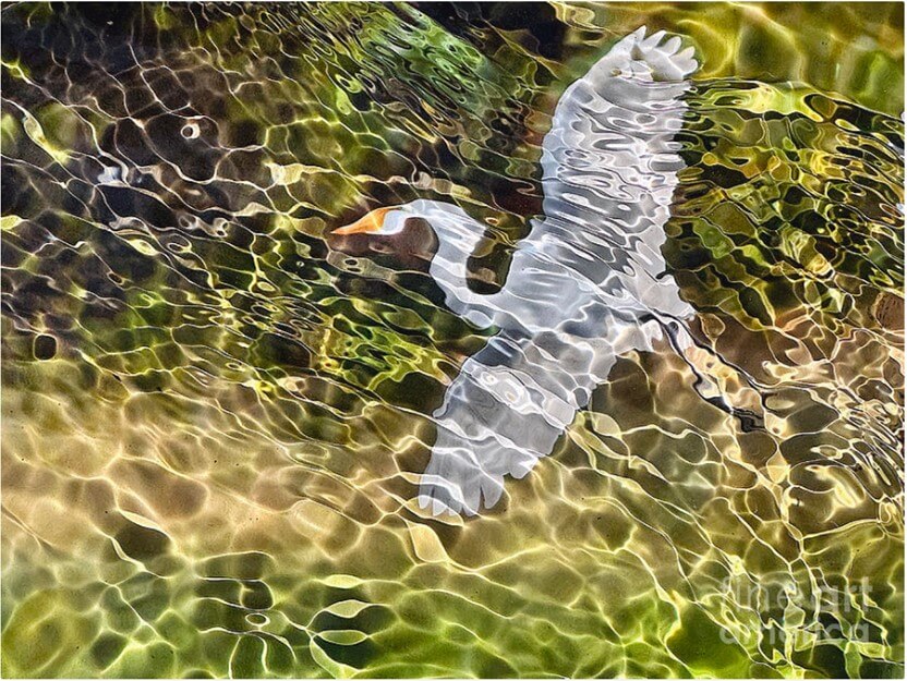 Frank Muller's image of a bird underwater