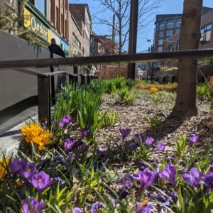 Easter Spring Blooms in Downtown